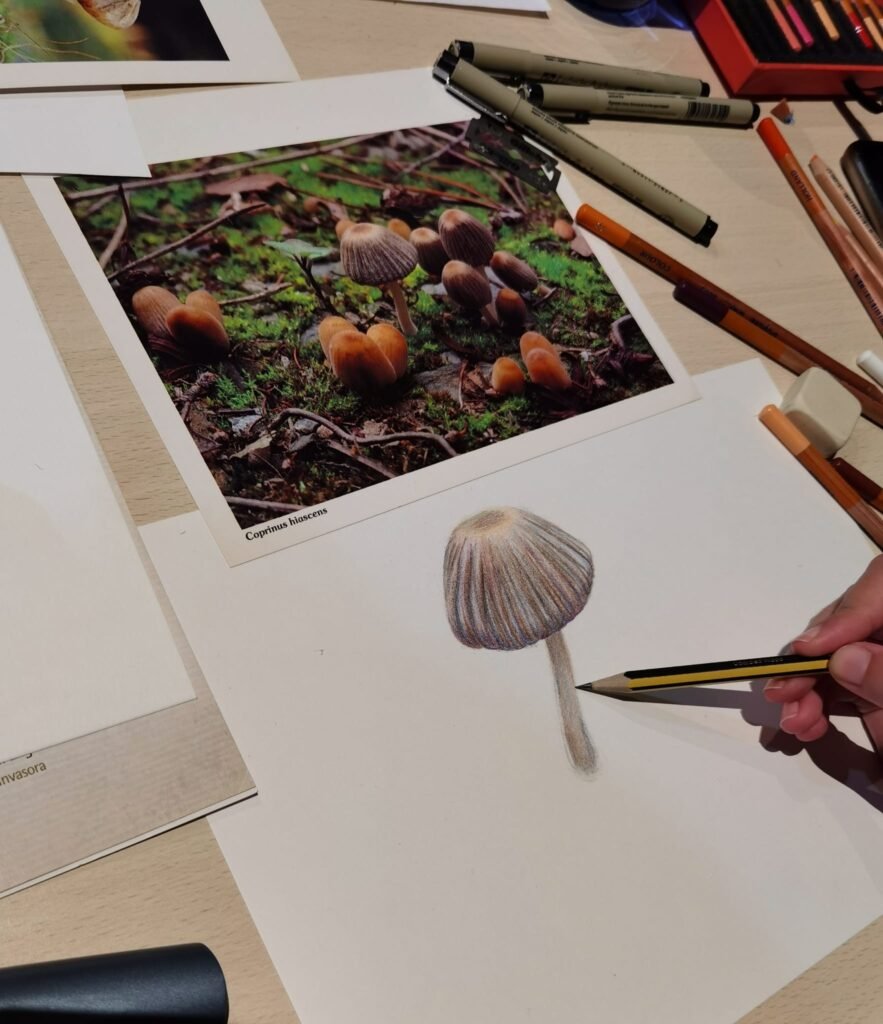 taller de ilustración científica norarte carles puche bergara